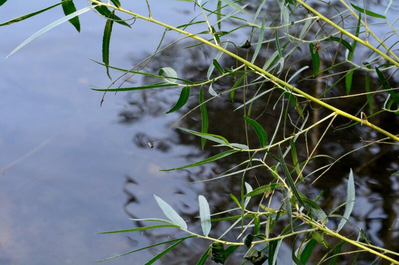 Willow Branch over Water — Green