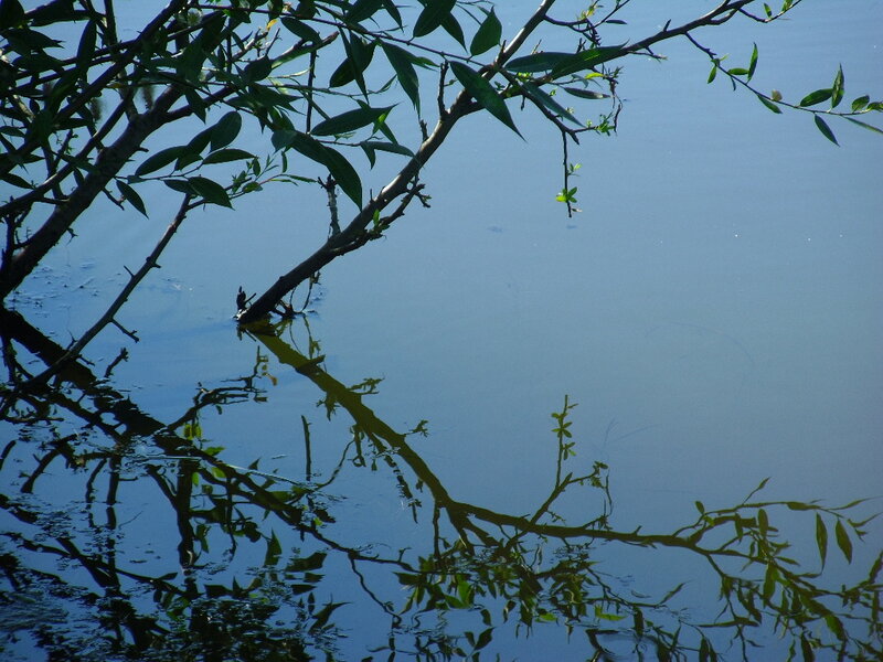 Willow Branch over Water