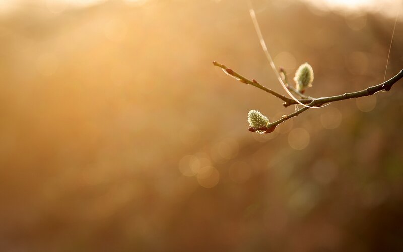 Willow Branch with Buds — Gold