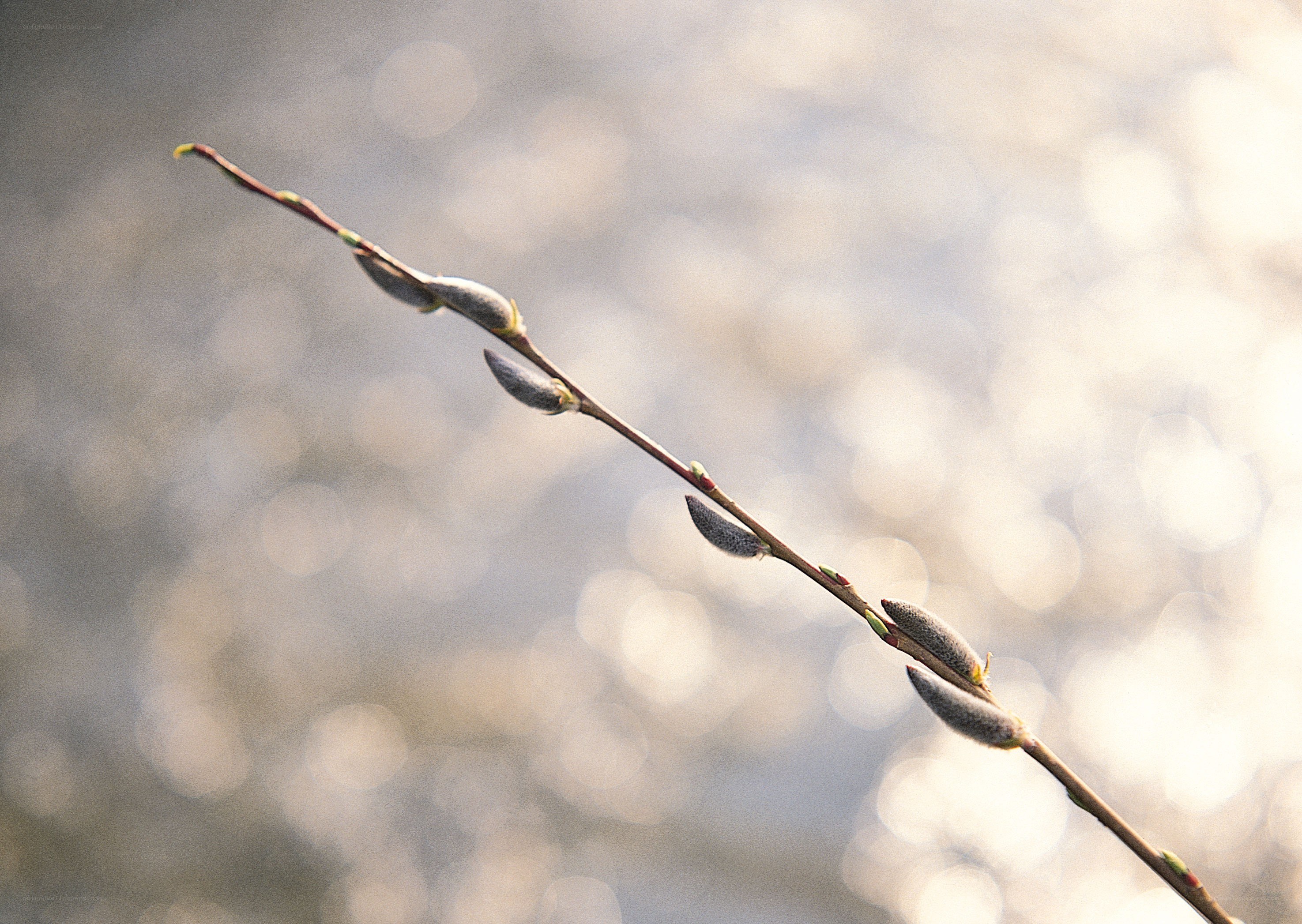 Willow branch with buds