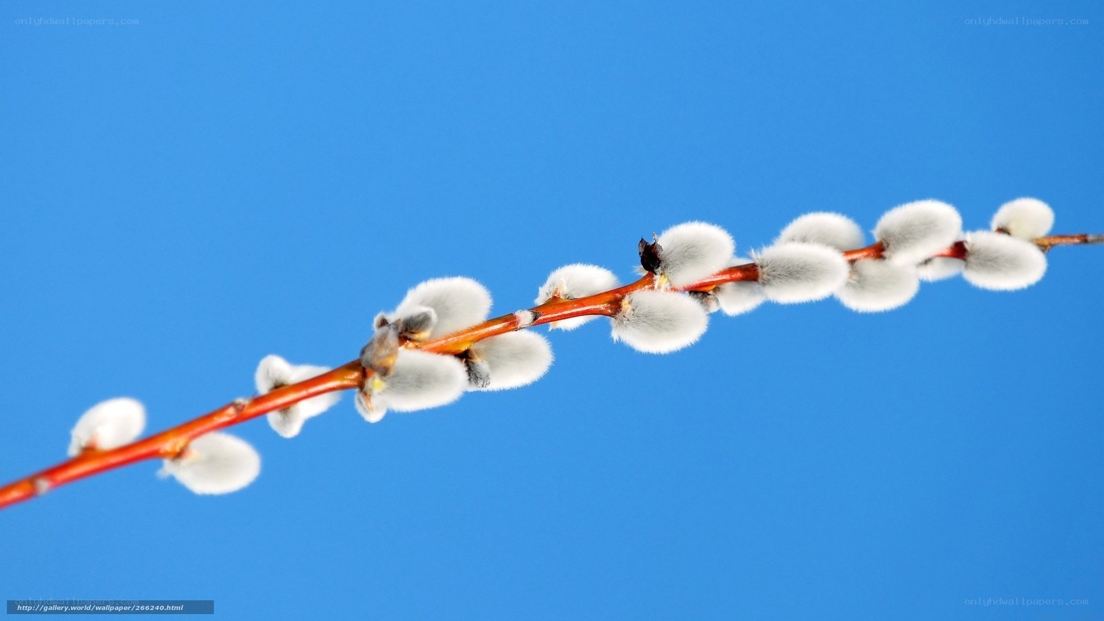 willow branch with catkins