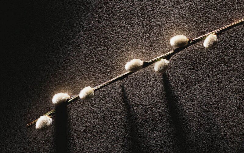 Willow branch with catkins