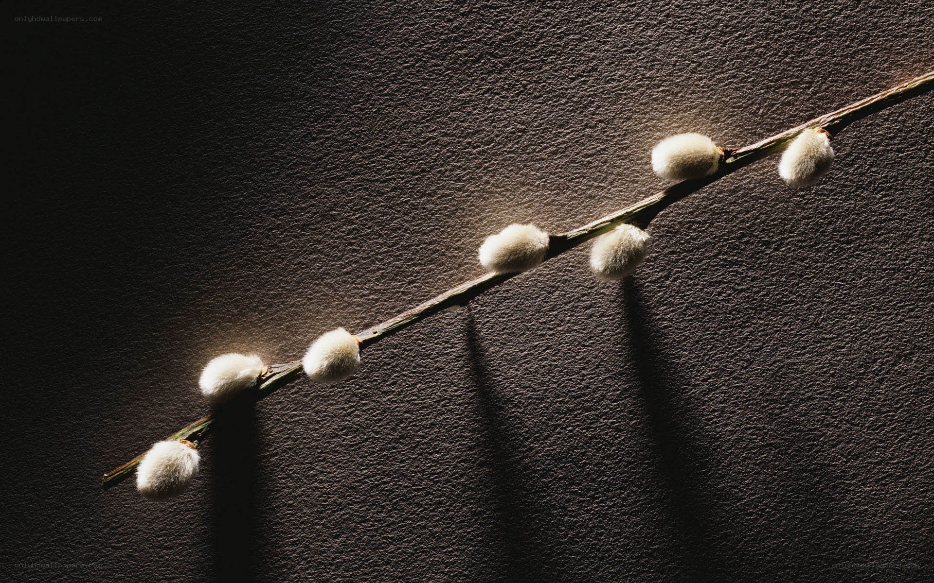 Willow branch with catkins