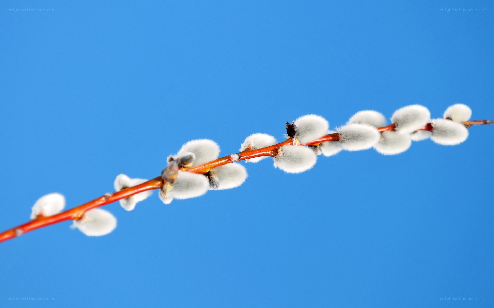 Willow branch with catkins
