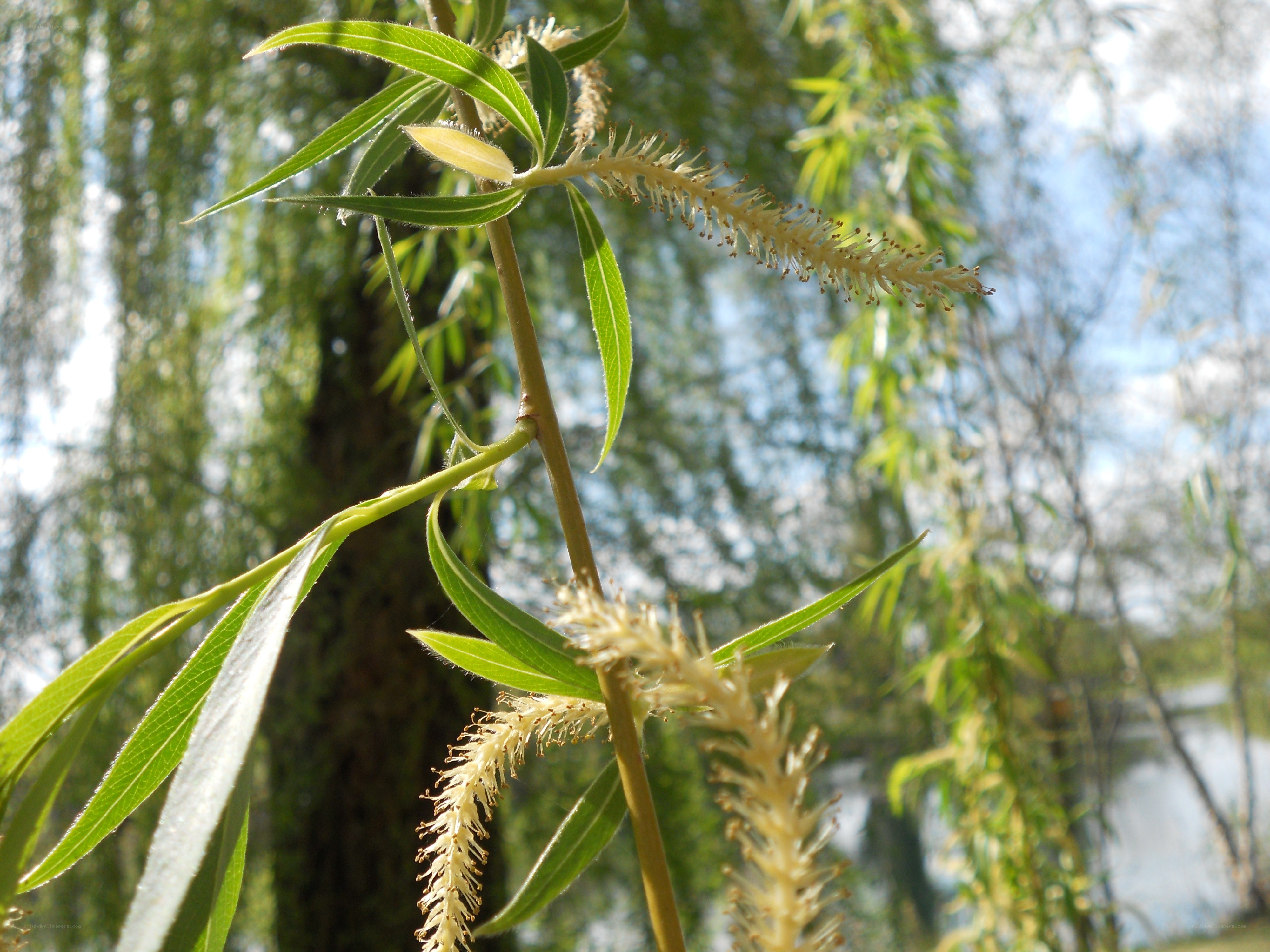 Willow branch with catkins