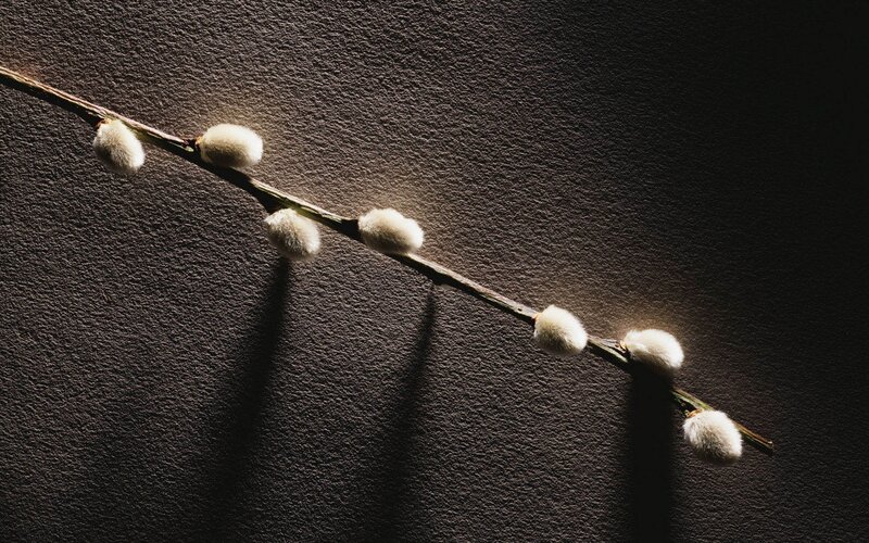 willow branch with catkins