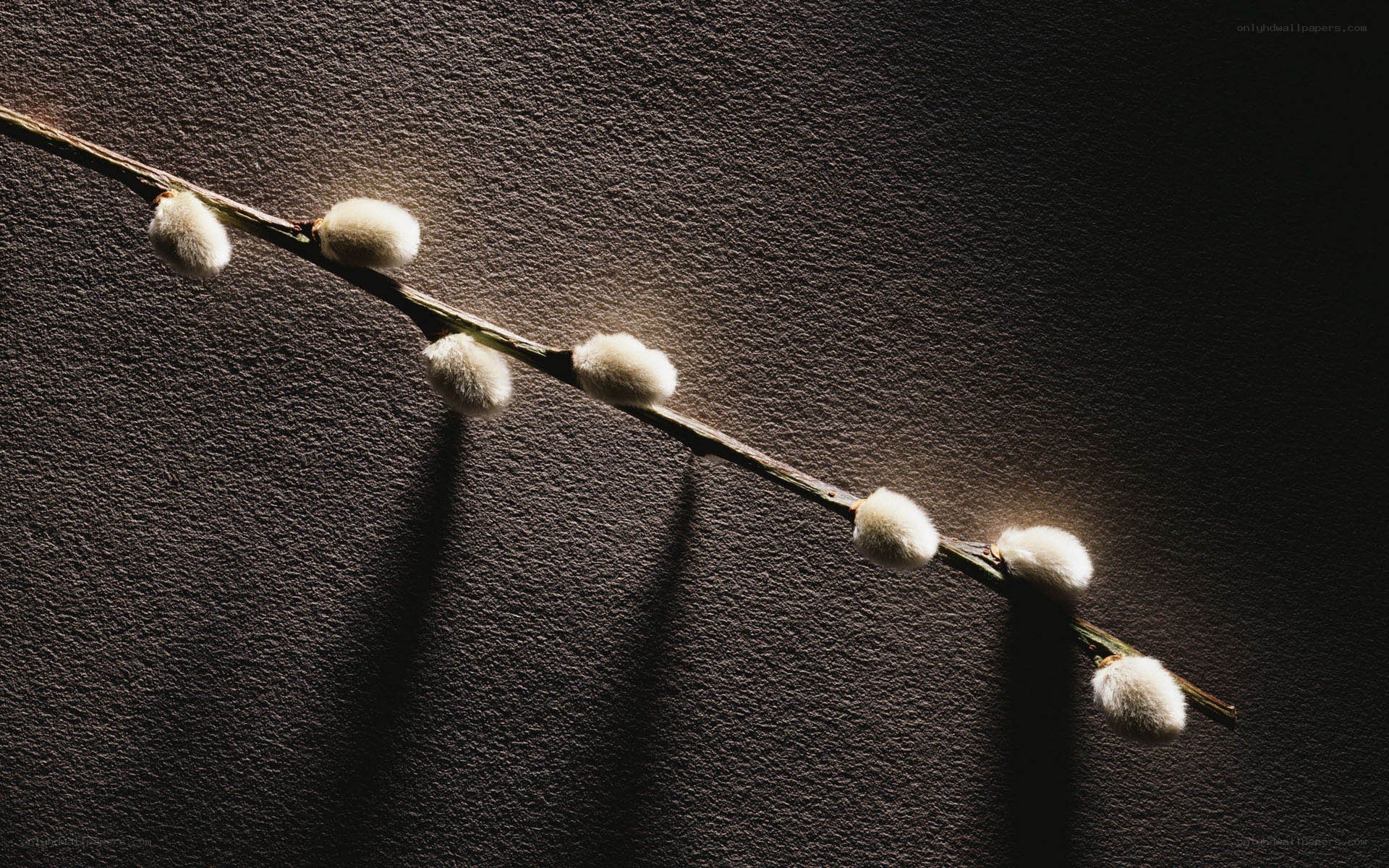 willow branch with catkins