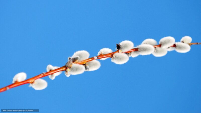 Willow Branch with Catkins — Blue, Serene
