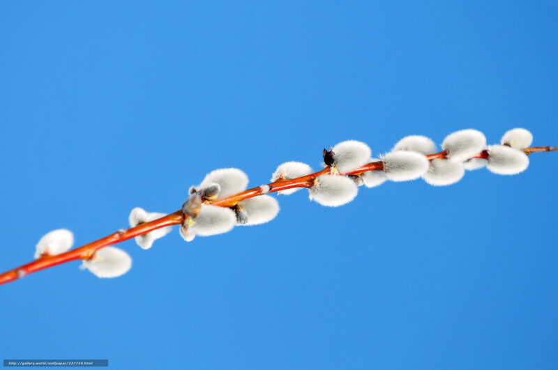 Willow Branch with Catkins — Blue