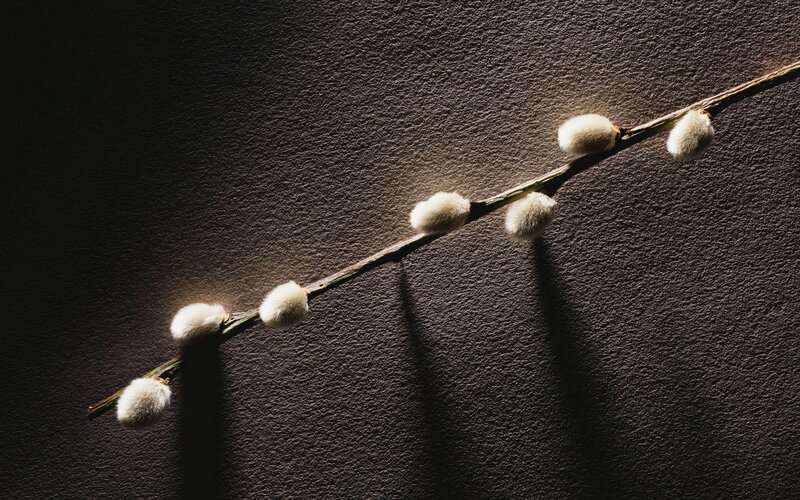 Willow Branch with Catkins — Brown, Dramatic