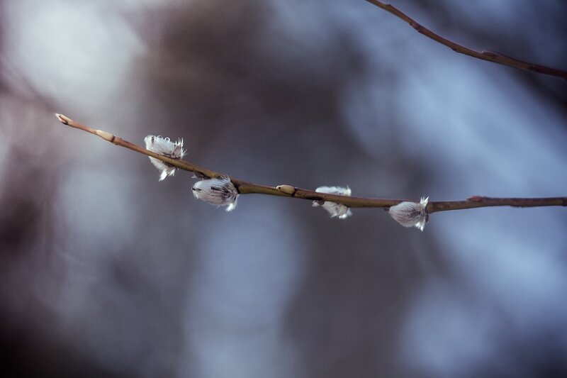 Willow Branch with Catkins — Brown, Serene