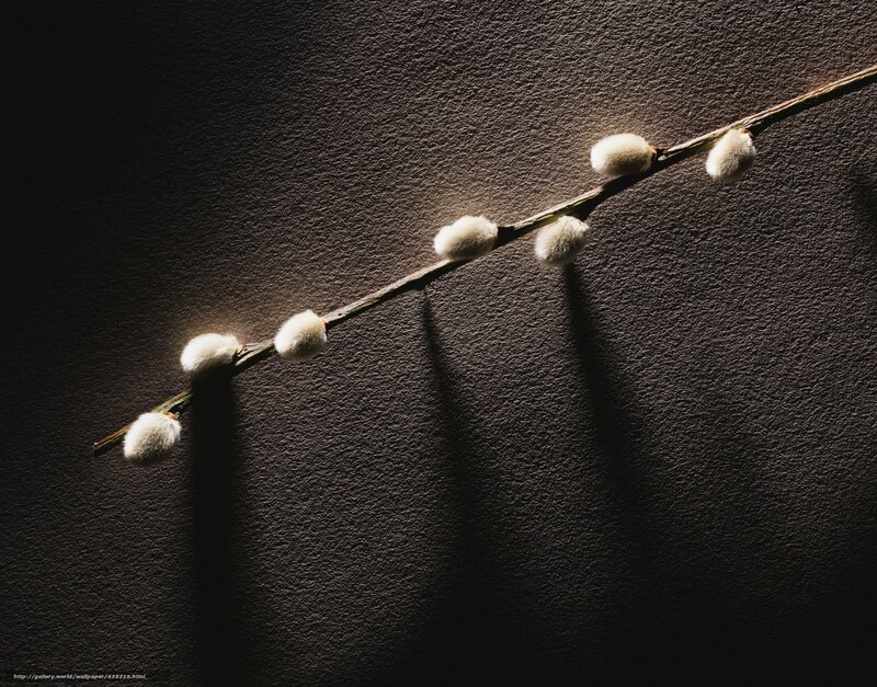 Willow Branch with Catkins — Brown