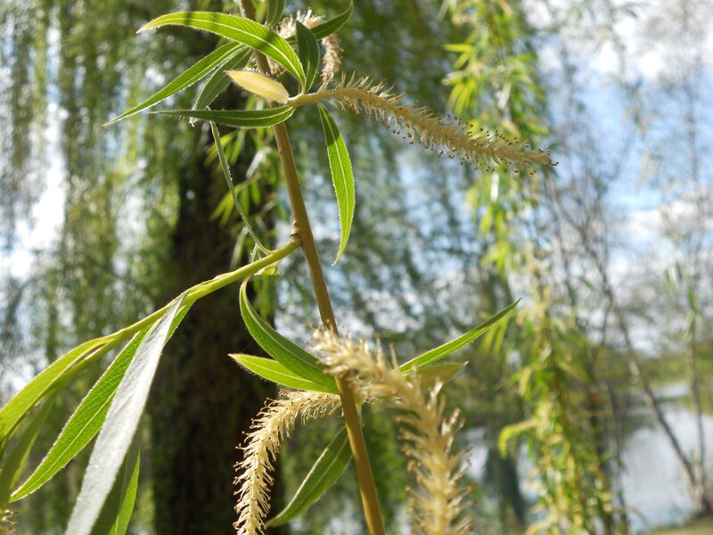 Willow Branch with Catkins — Green