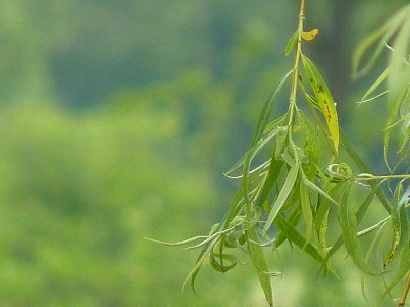 Willow Branch with Leaves
