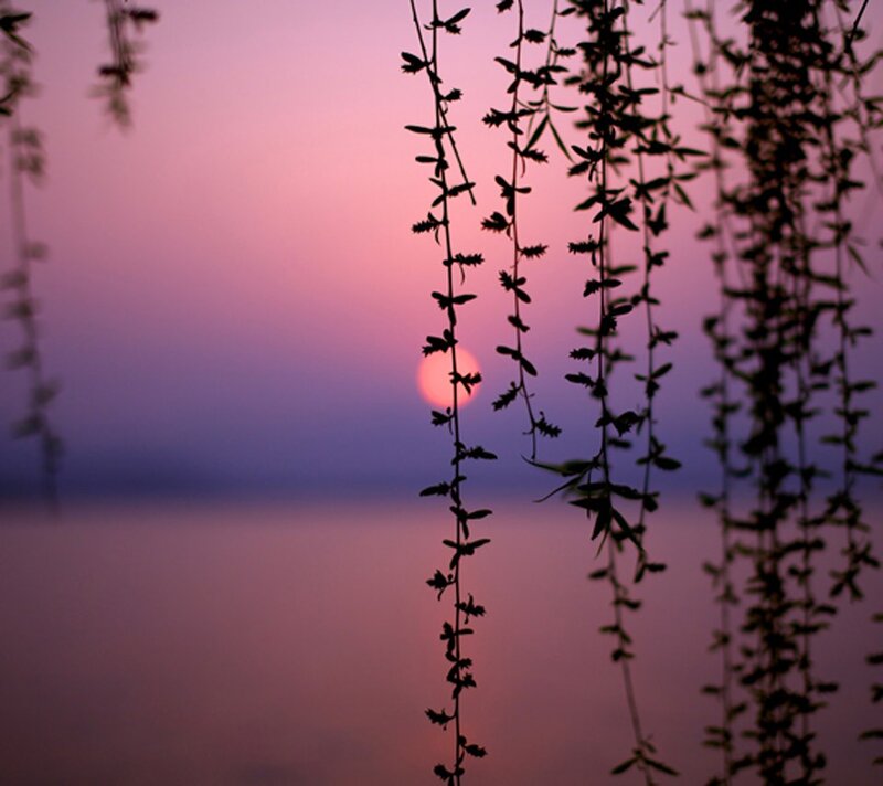 Willow Branches at Sunset