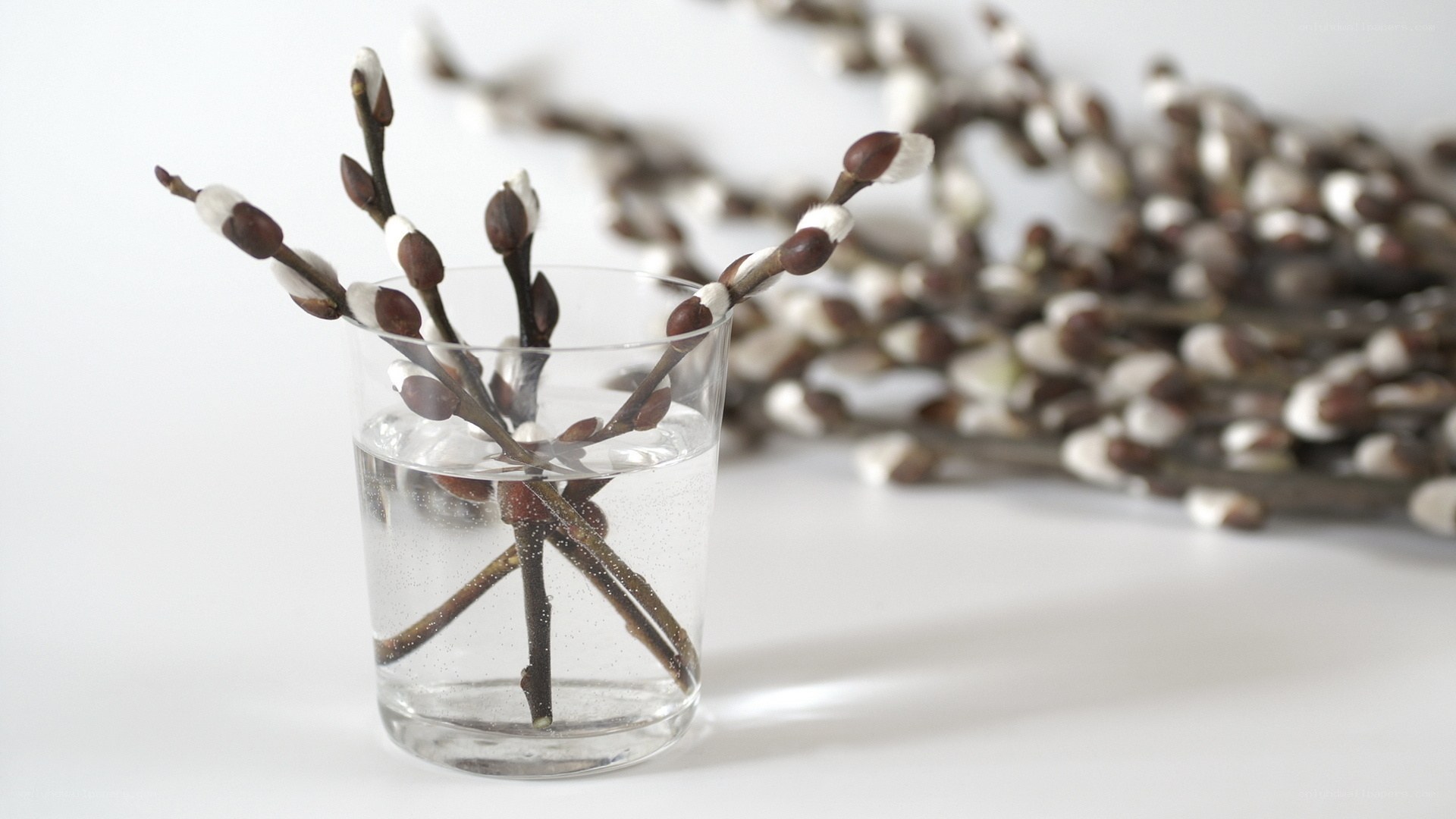 willow branches in a glass