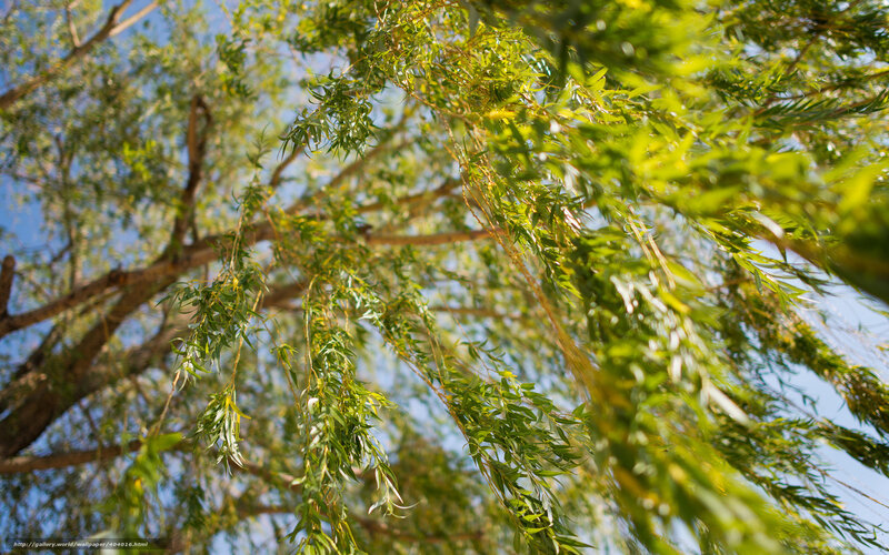 willow branches in sunlight