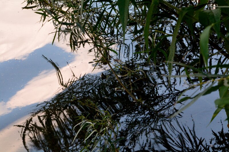 Willow Branches in Water