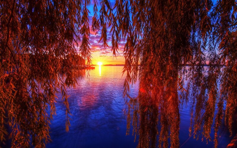Willow Branches over Lake — Blue, Dramatic