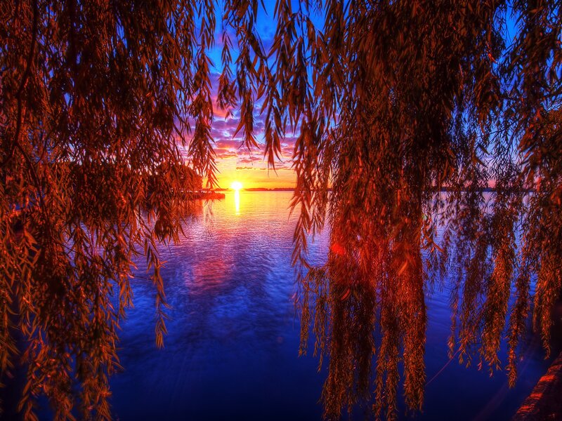 Willow Branches over Lake — Blue