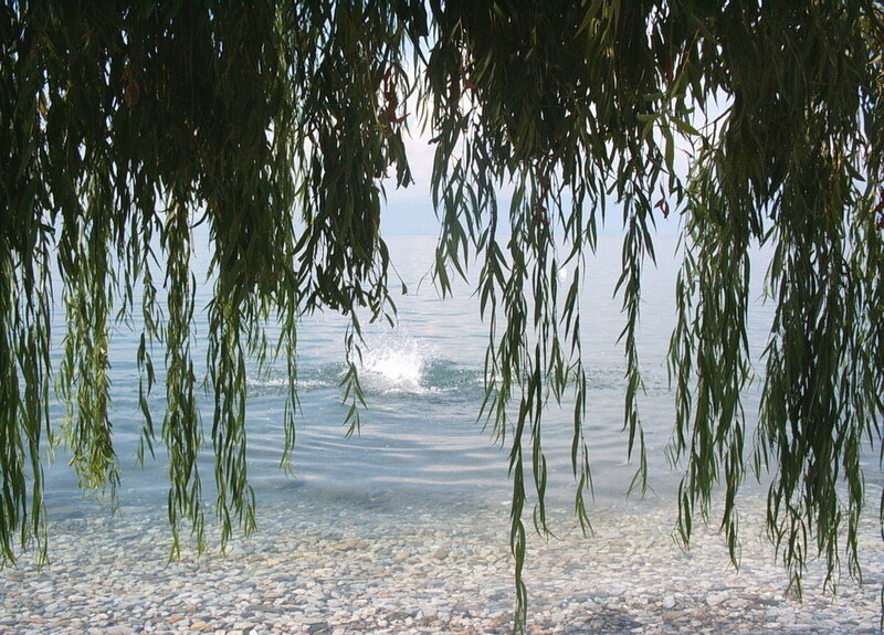willow branches over lake