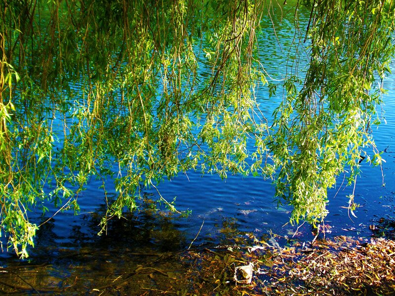Willow Branches over Water — Green