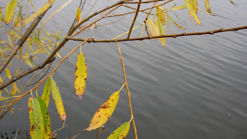 willow branches over water