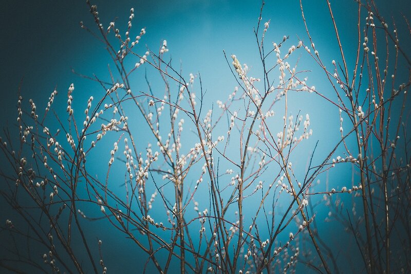 Willow Branches with Buds — Blue