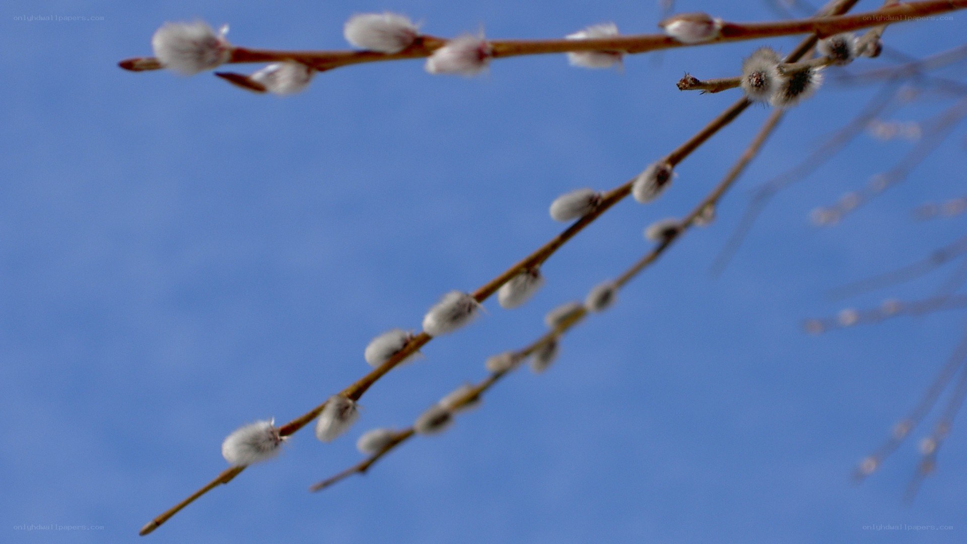 Willow branches with catkins