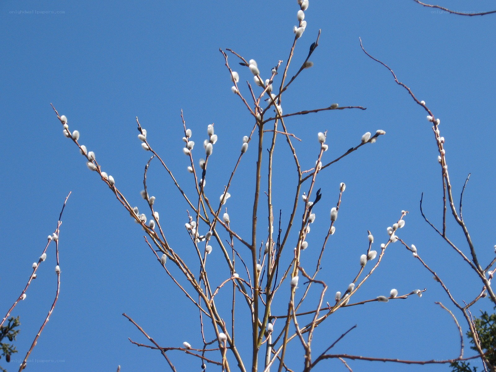 Willow branches with catkins