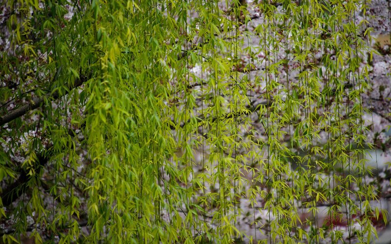 Willow branches with cherry blossoms
