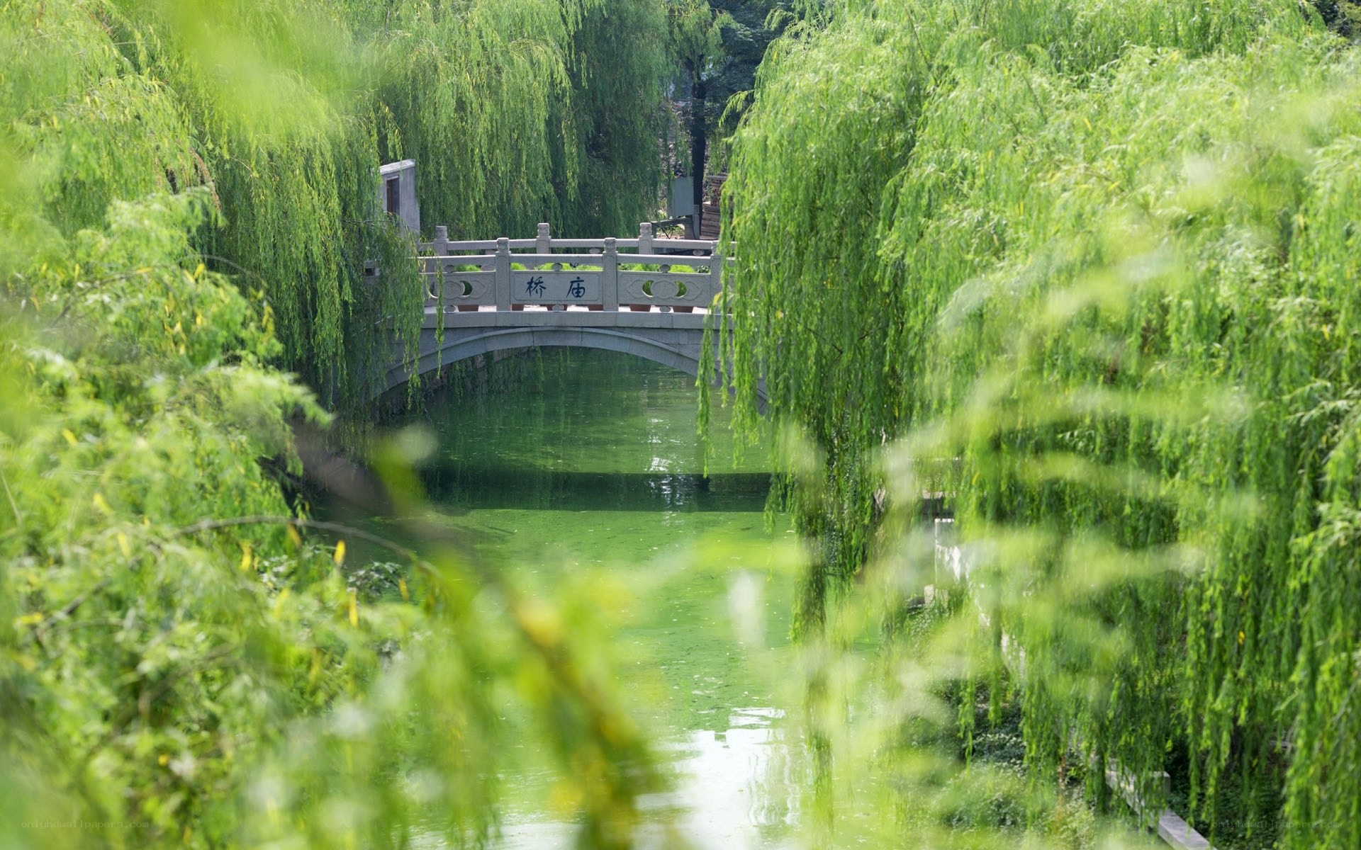 willow bridge over green canal