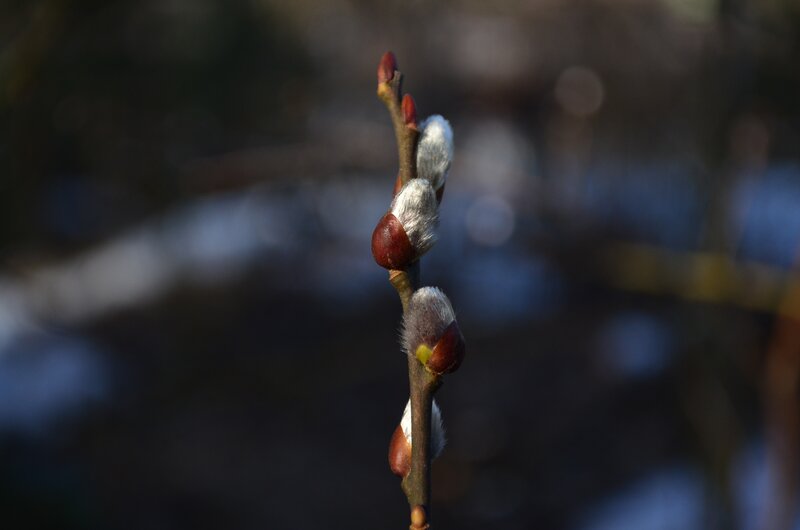 Willow buds in early spring