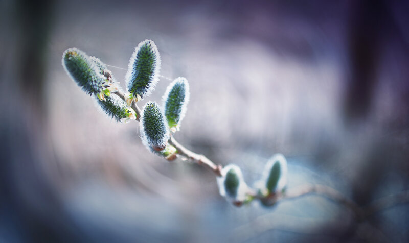 Willow buds in spring