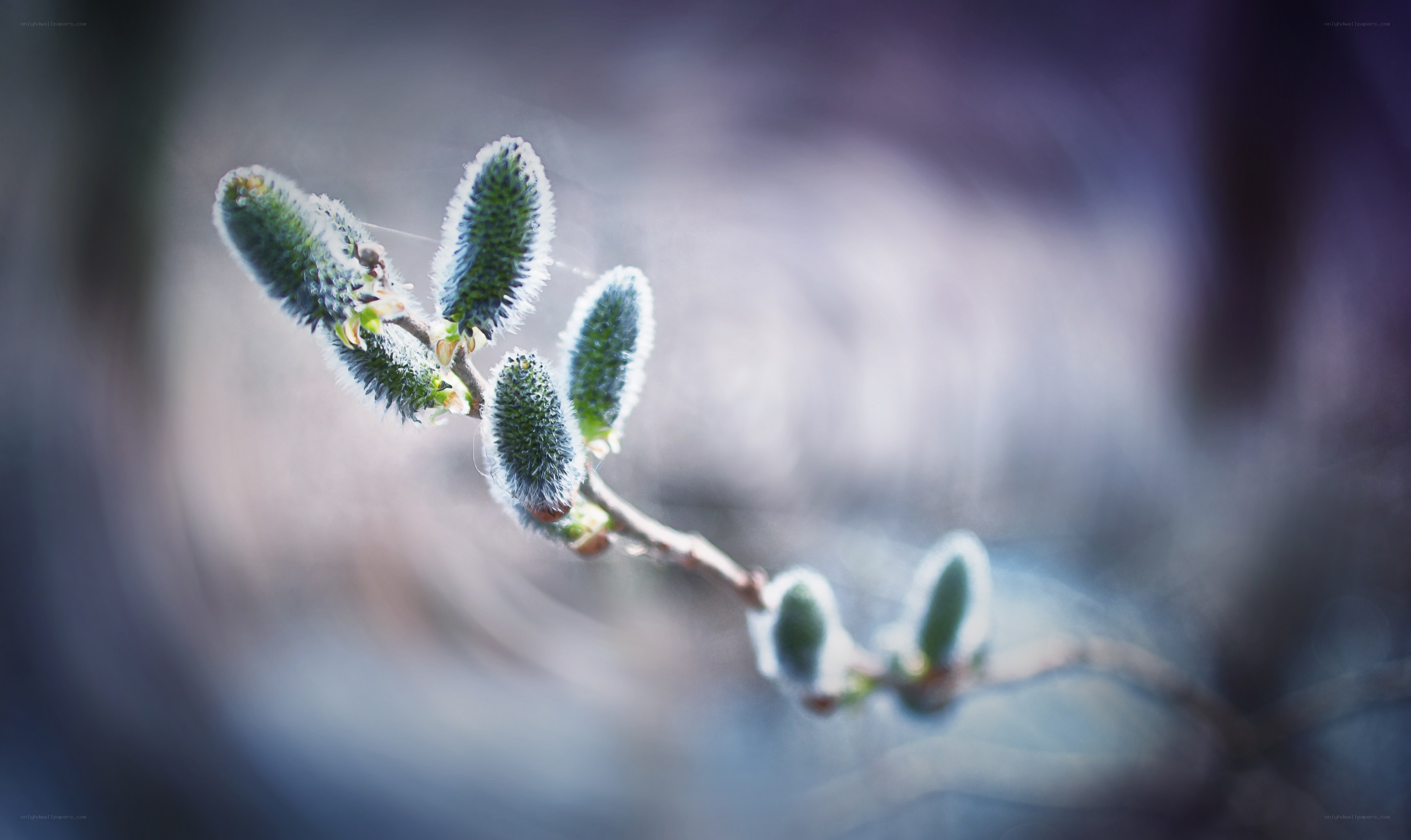 Willow buds in spring