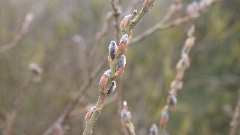 Willow Buds on Branch — Green