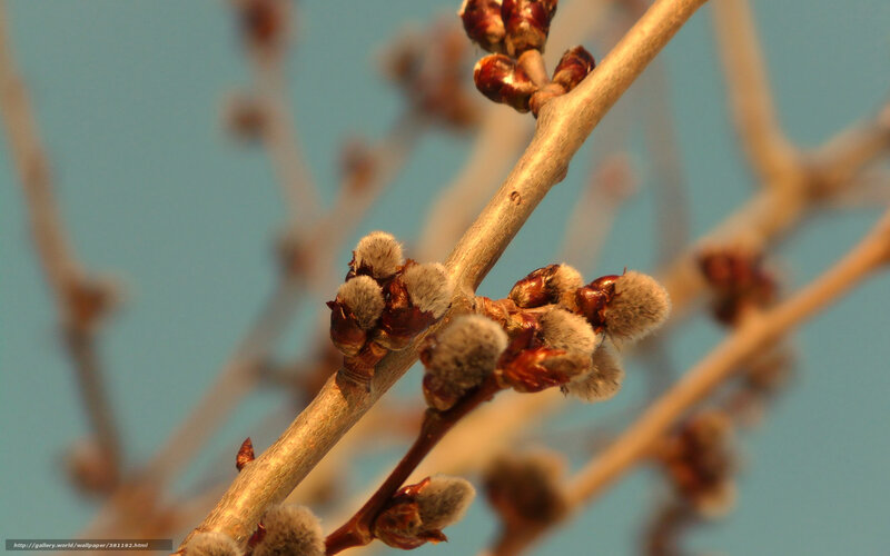 Willow Buds on Branch