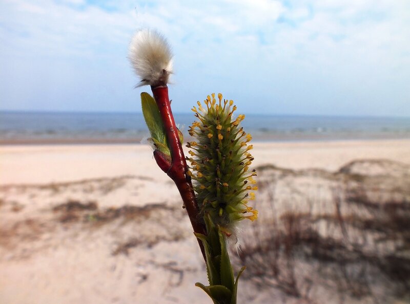 Willow Catkin on Beach