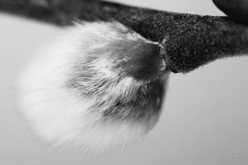 Willow Catkin on Branch