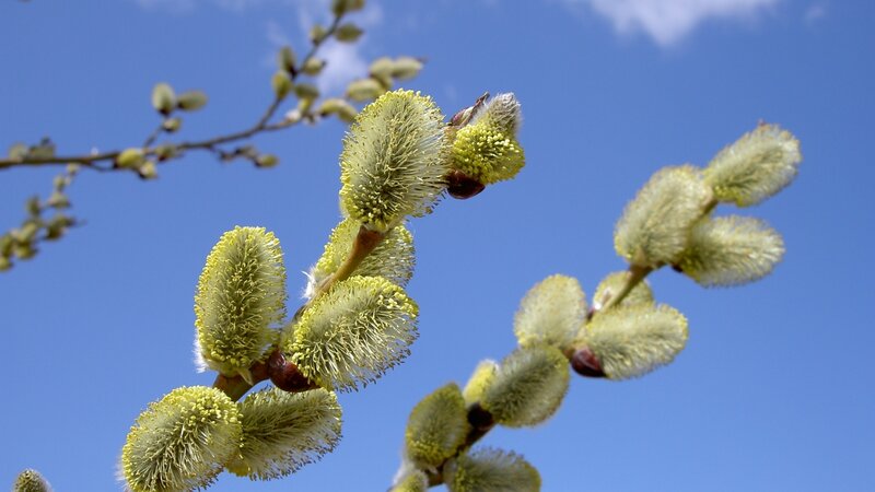 Willow catkins against blue sky