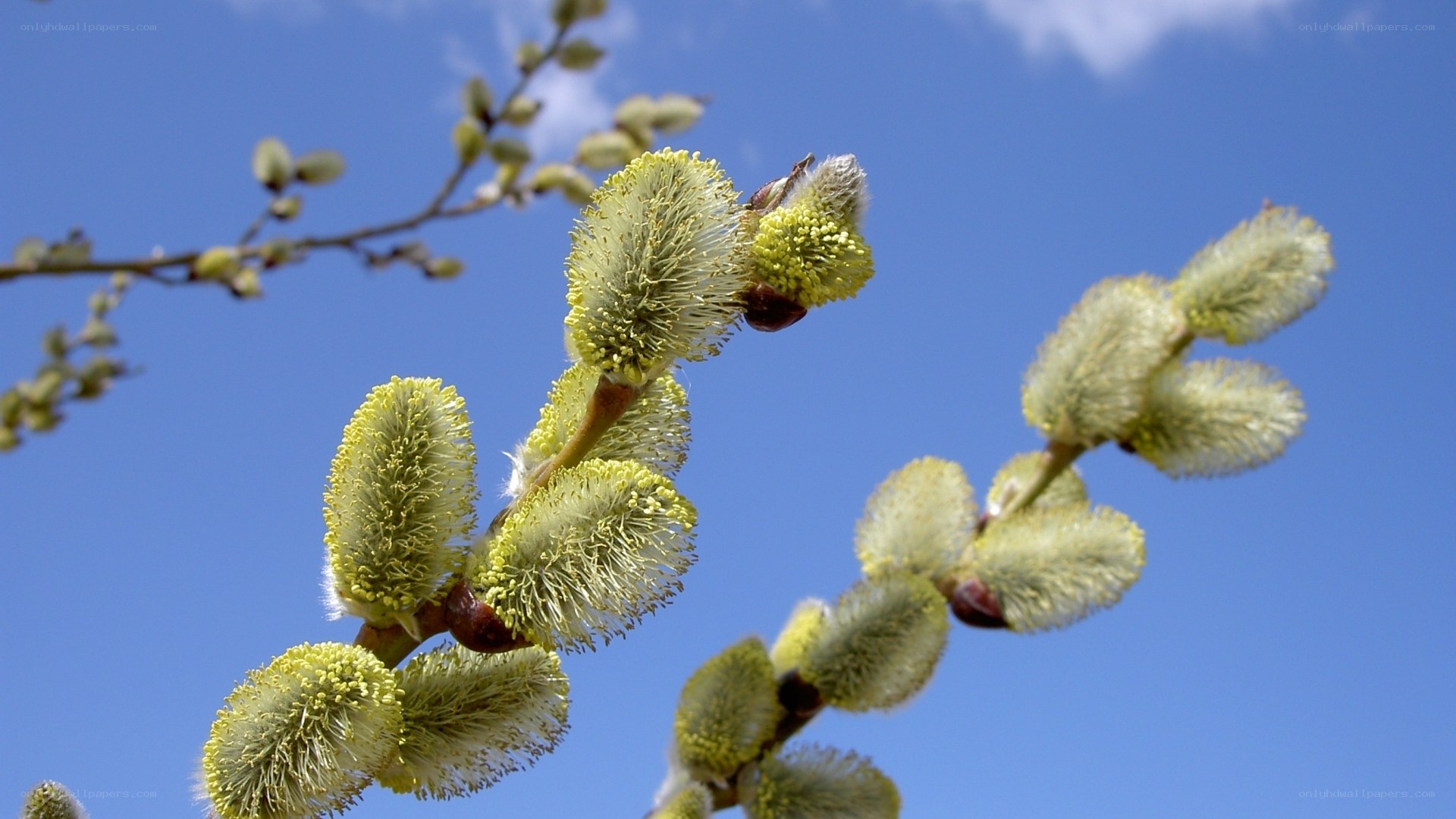 Willow catkins against blue sky