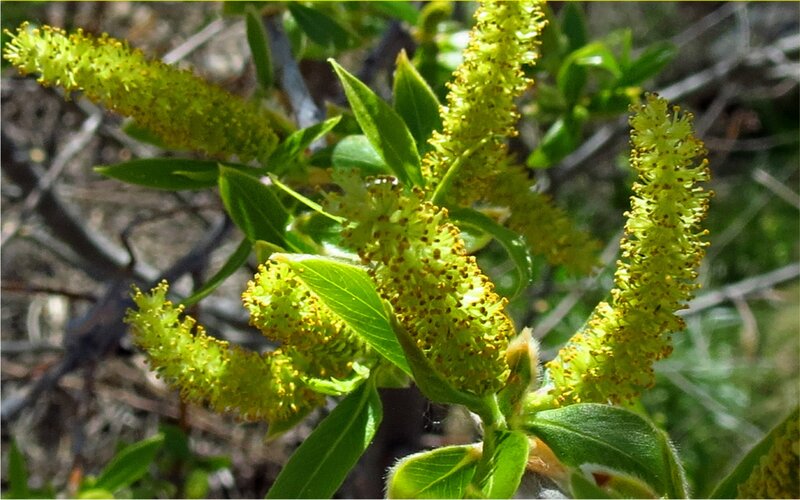 Willow Catkins and Leaves