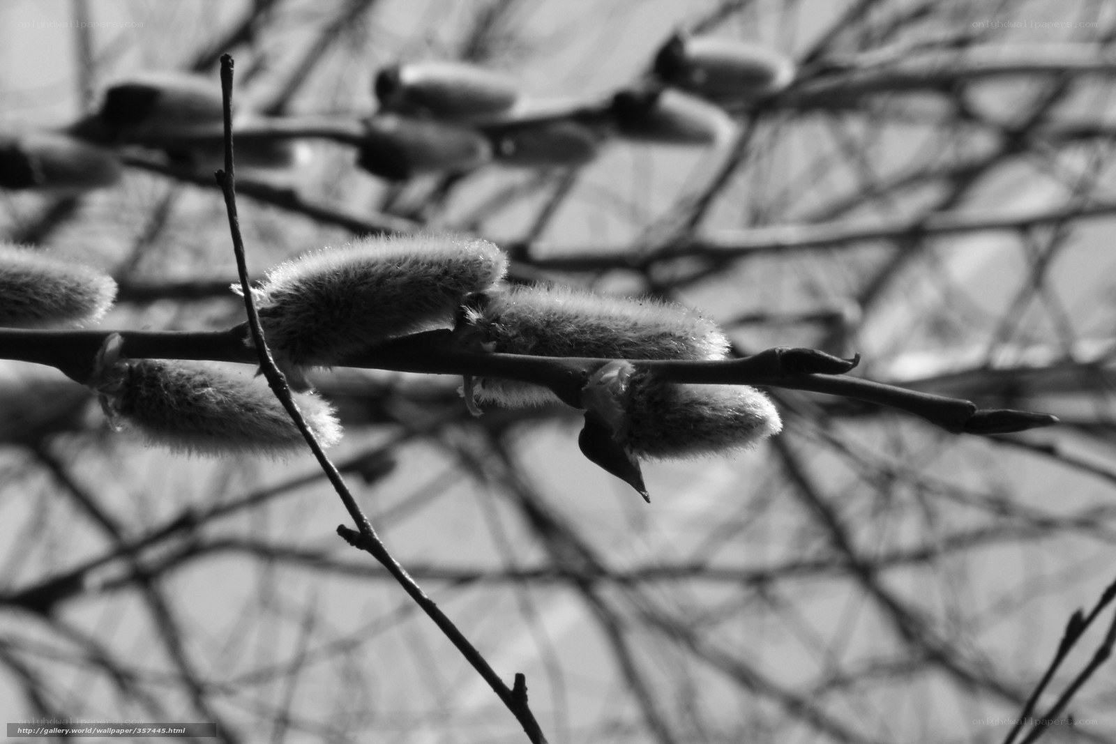 Willow catkins in black and white