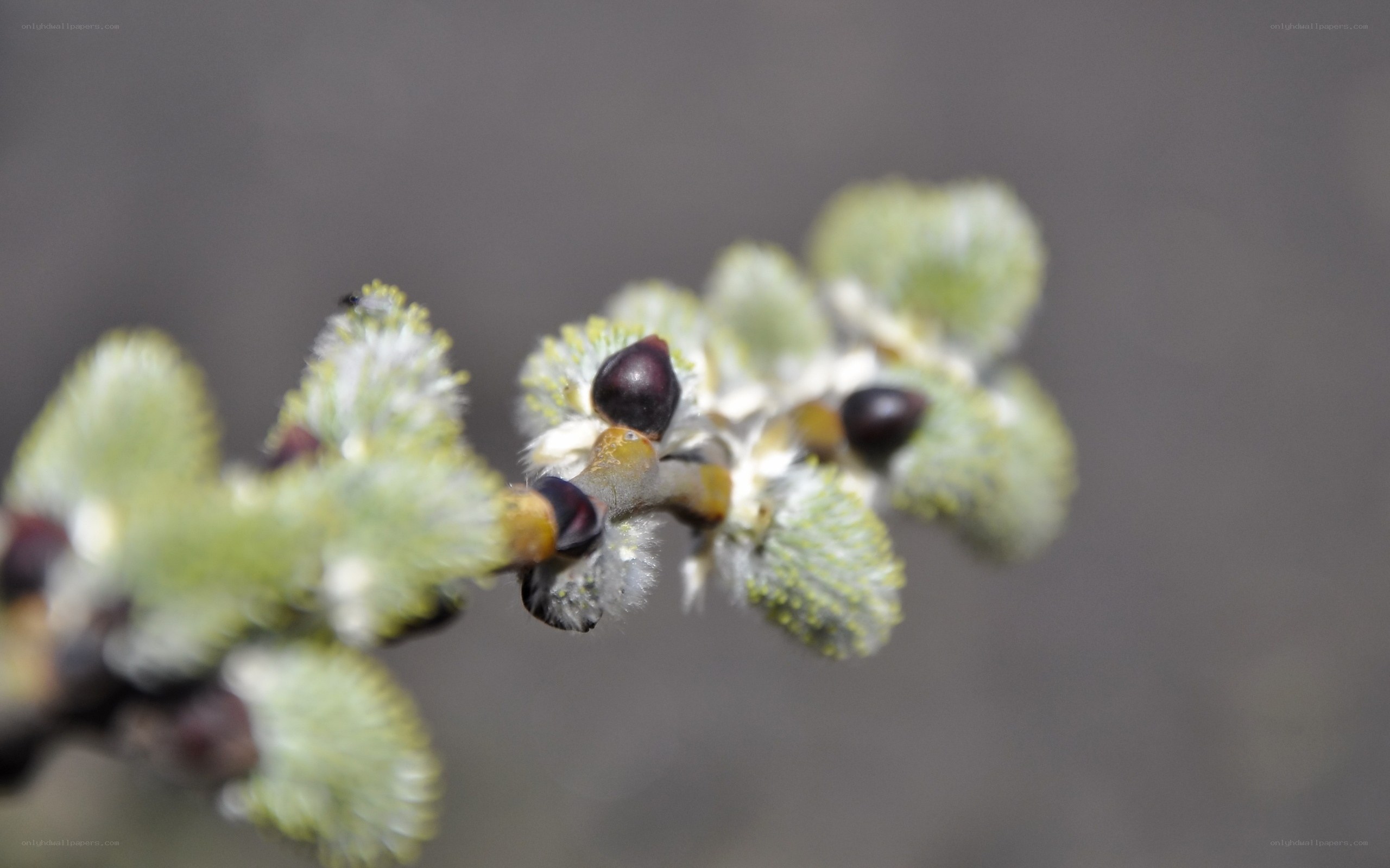 Willow catkins in early spring