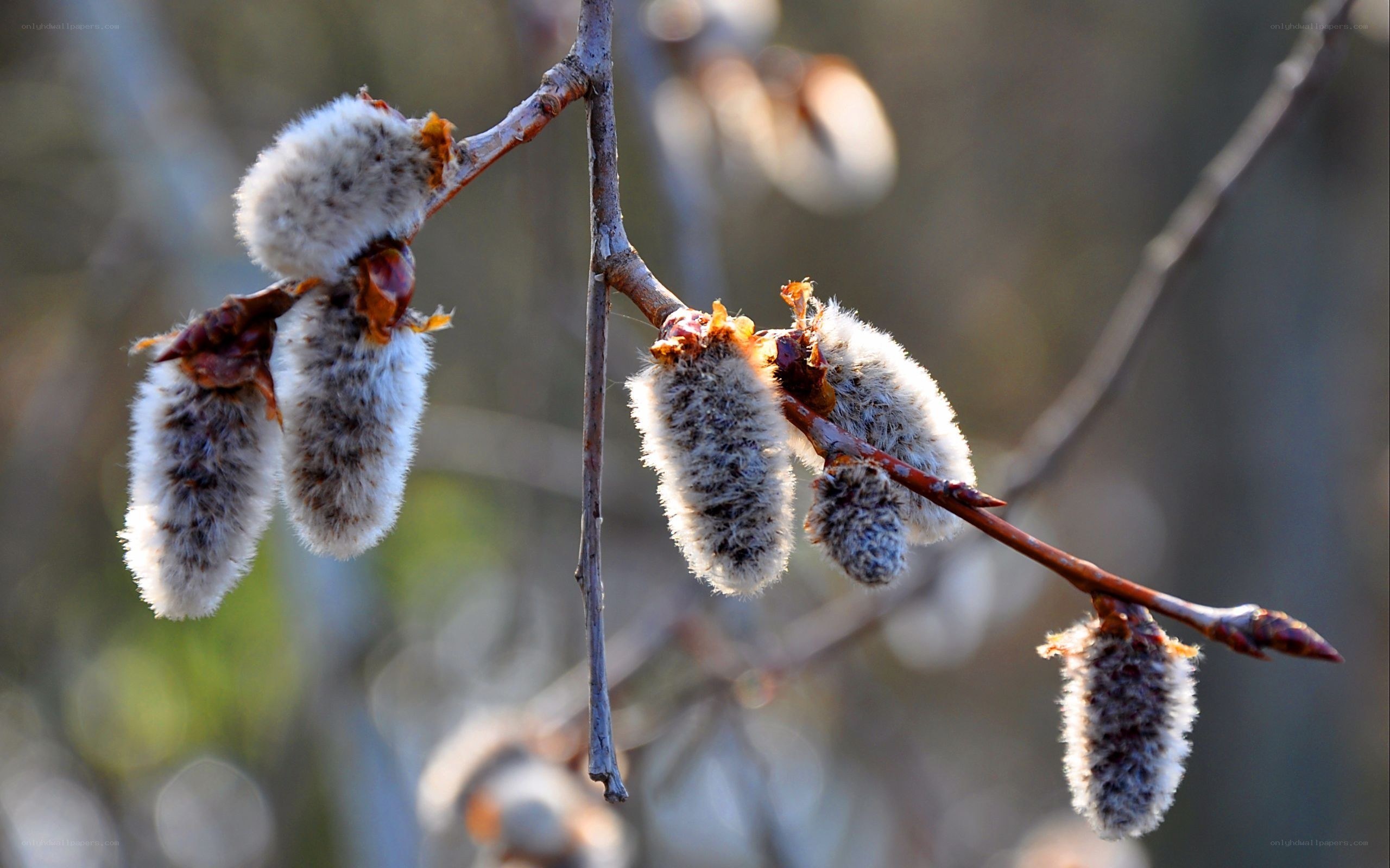 Willow catkins in early spring