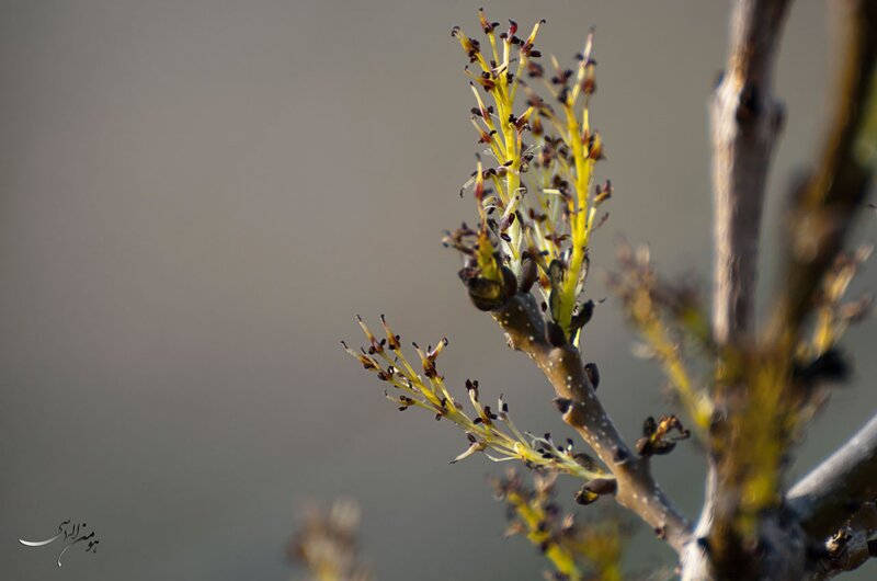 Willow catkins in early spring