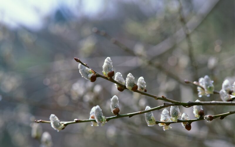 Willow catkins in early spring