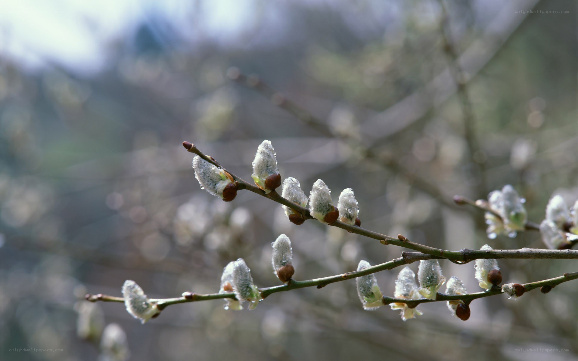 Willow catkins in early spring