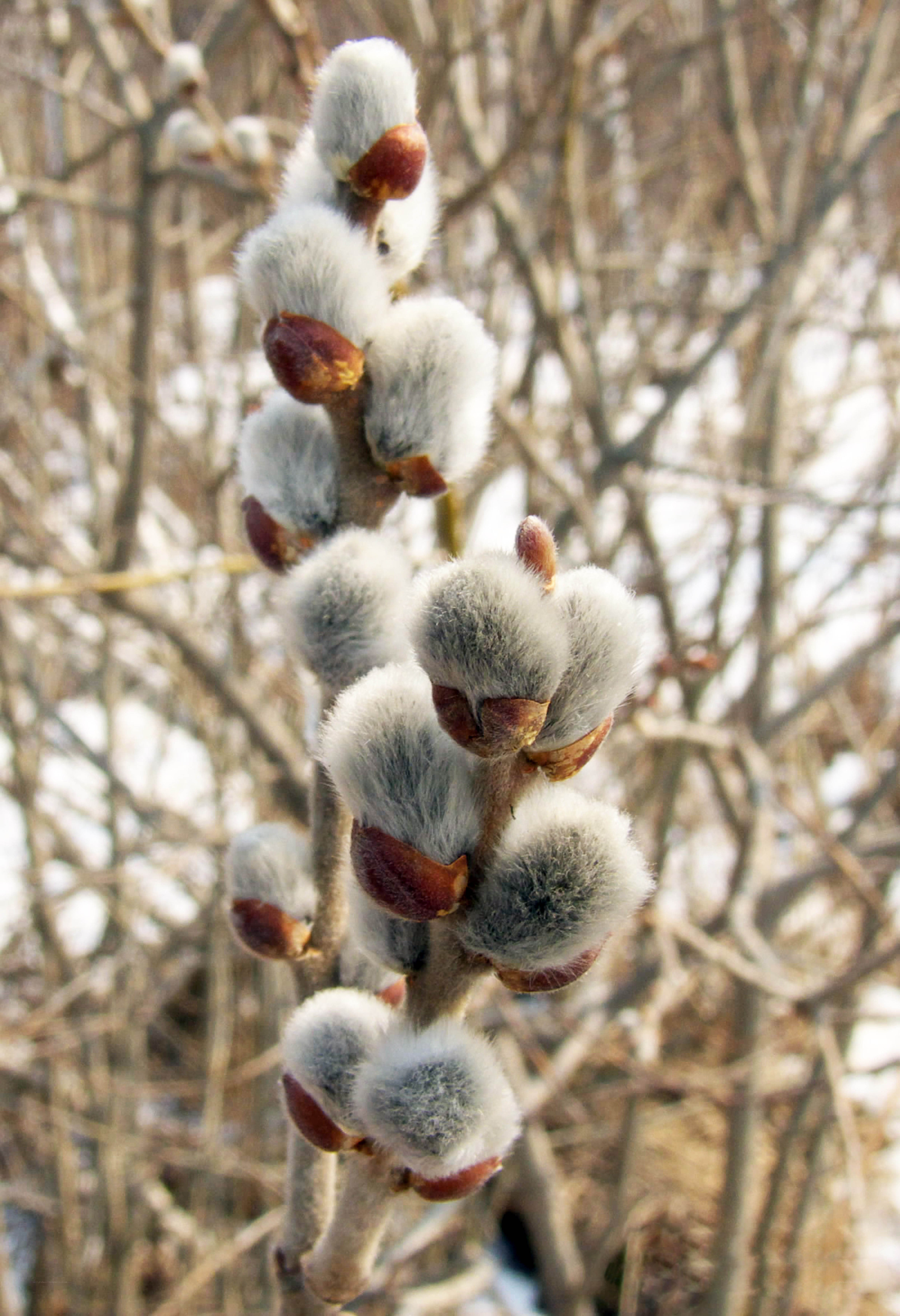willow catkins in early spring