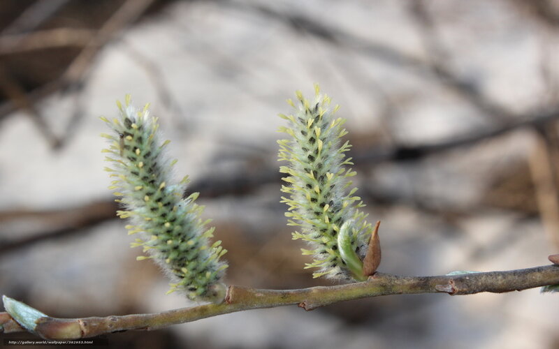 Willow catkins in early spring